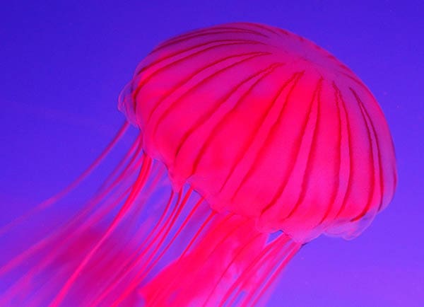 pink jellyfish