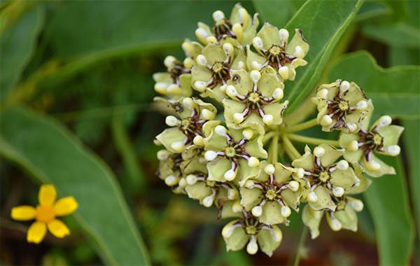 green milkweed flower