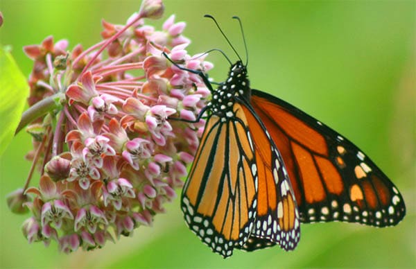 monarch butterfly on milkweed flower