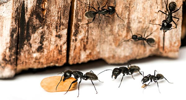 Spiritual Meaning of Black Ants