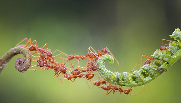 Spiritual Meaning of Fire Ants