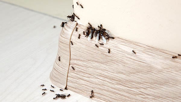 Meaning of Black Ants in the House