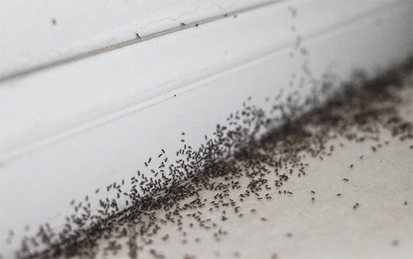 Spiritual Meaning of Black ants in the house