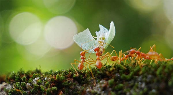 Spiritual meaning of fire ants