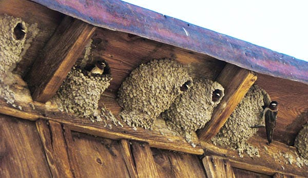 bird nests built under the eaves of a house