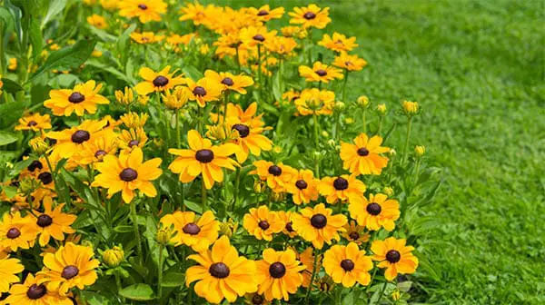 black eyed susans in a flowerbed in a cultivated garden
