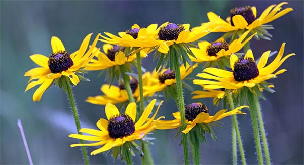 a clump of black eyed susans upright in the sun