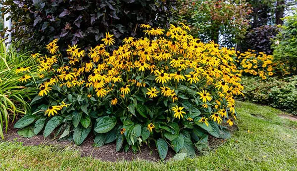 tightly packed black eyed susans growing in a garden