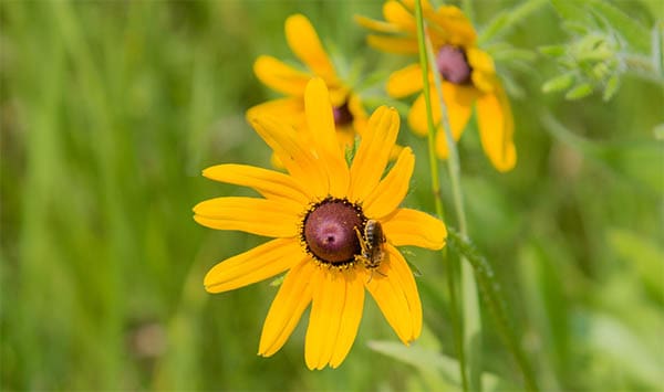 a single black eyed susan with a bee collecting its nectar 