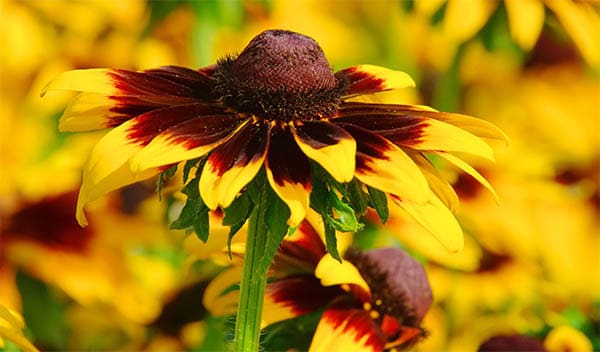 yellow and brown black eyed susans