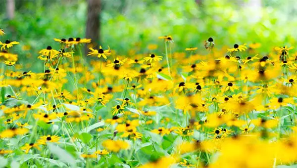 black eyed susans growing wild in the forest undergrowth