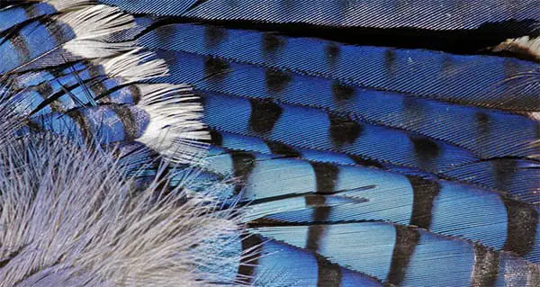 blue jay feathers close up