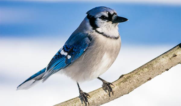 young blue jay resting on a branch