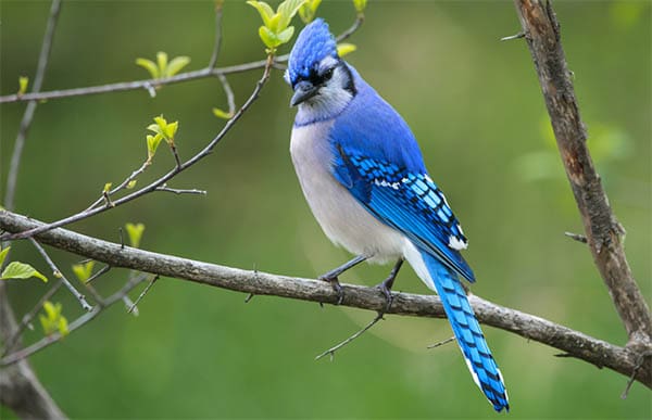 adult blue jay resting on a branch