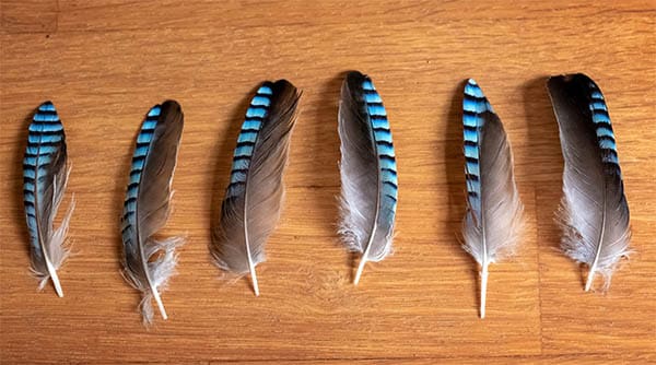 blue jay feathers laid out on a wooden table