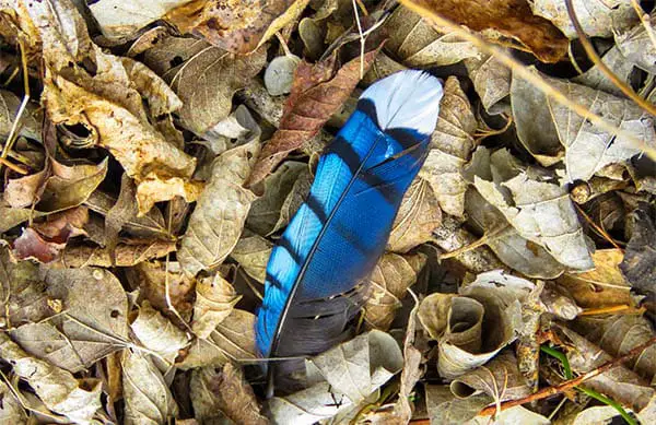 blue jay feather resting in the leaf litter