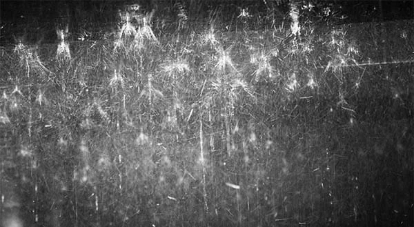 a mass of cobwebs