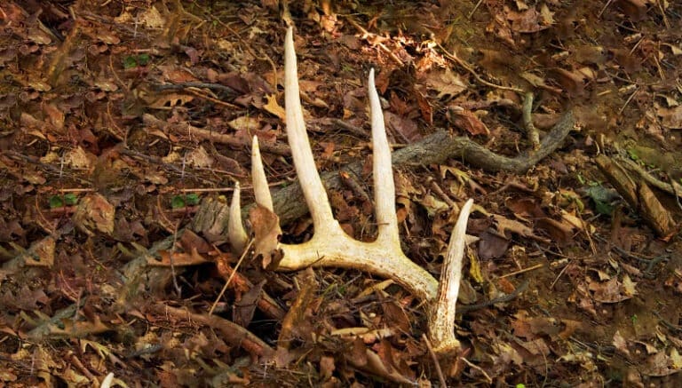 Finding Deer Antlers Meaning