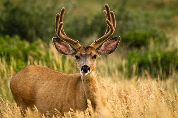 male deer with antlers
