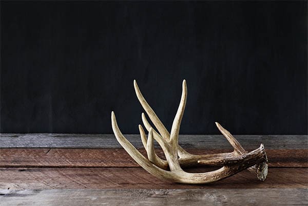deer antlers set upon a wooden table