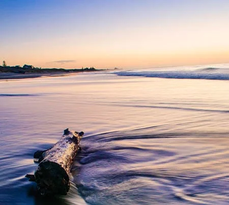 driftwood washed upon the beach