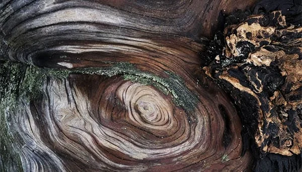 shape of driftwood meaning