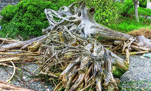 driftwood meaning