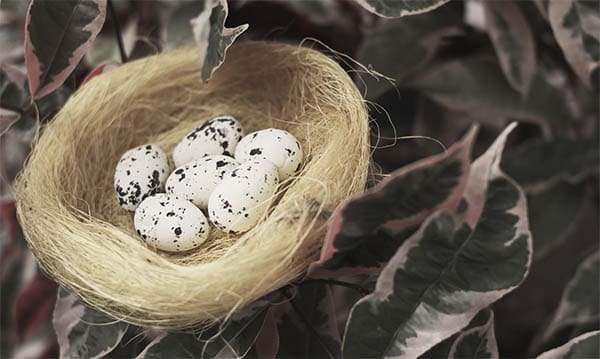 a clutch of eggs in a nest