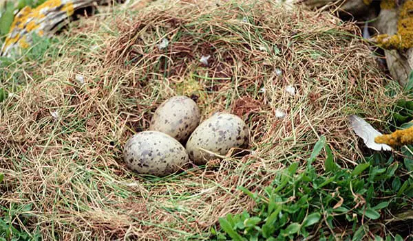 three eggs in a nest made of grass and feathers