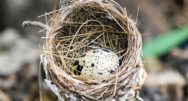 a single egg in a small nest with high walls