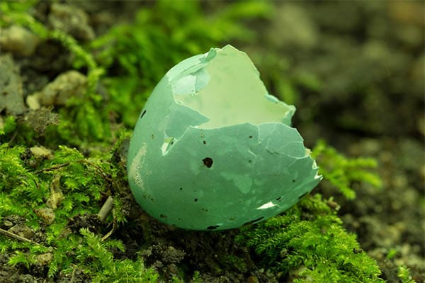 a broken blue-green egg sitting on moss