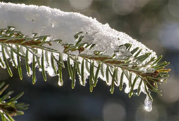 snow melting and dripping from a pine tree