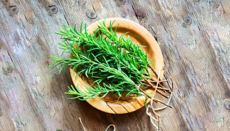 Rosemary: Ancient Herb for Modern Spiritual Practice