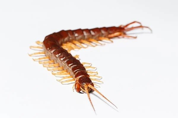 centipede