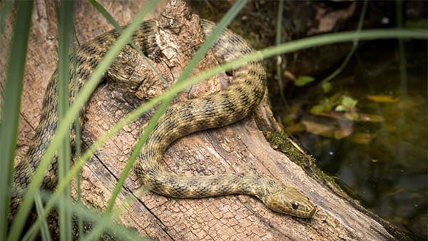 a snake on a tree trunk or branch