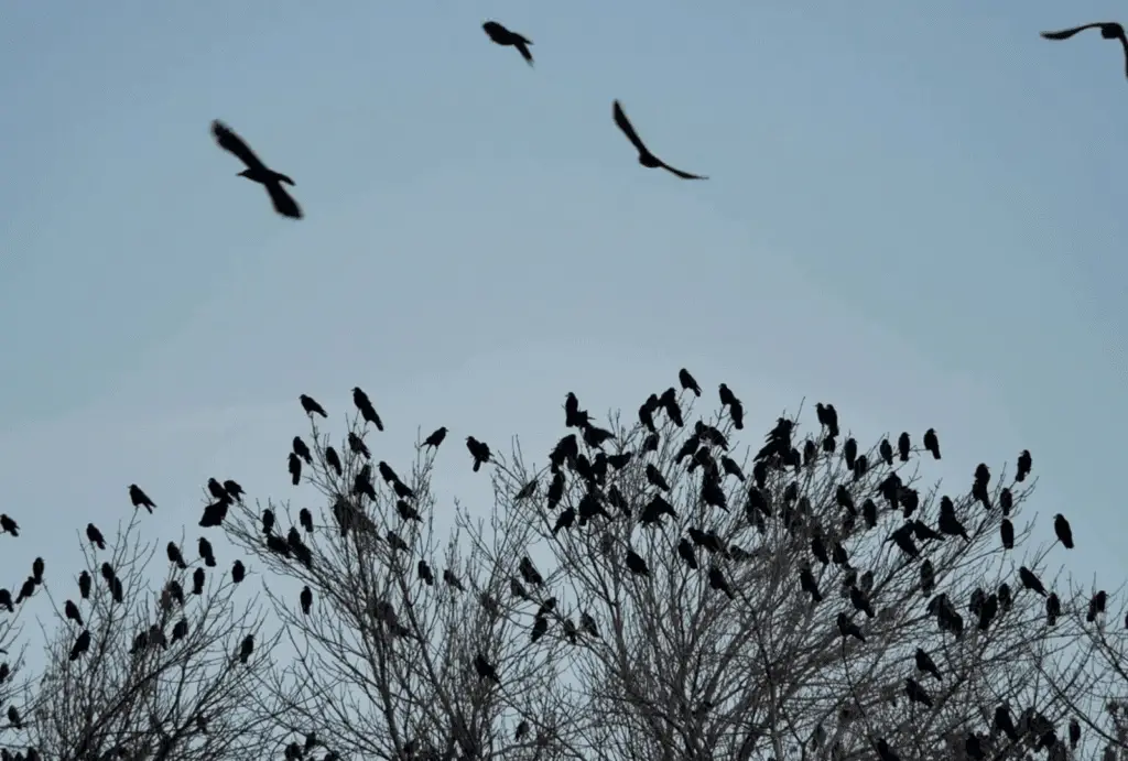 crows gather in large numbers