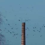 crows gather in large numbers