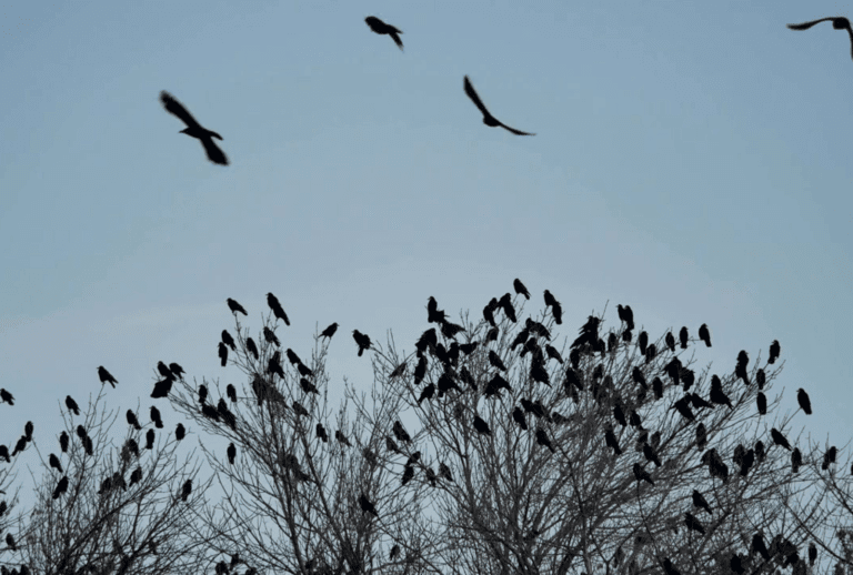 Top 10 Spiritual Meanings Behind Crows Gathering In Large Numbers