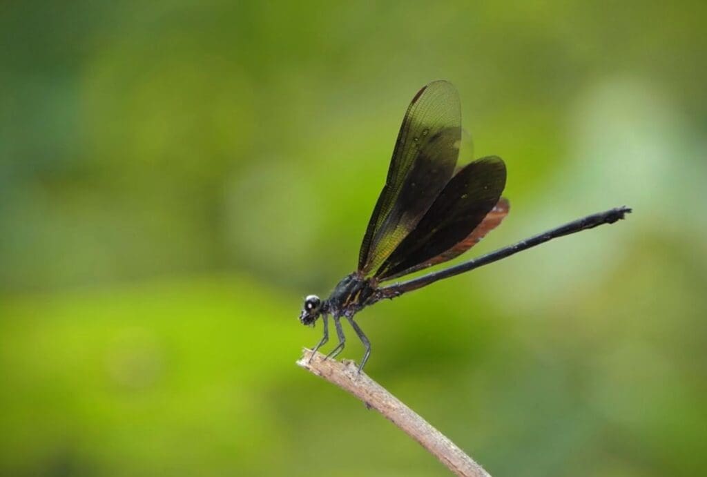 black dragonfly spiritual meaning