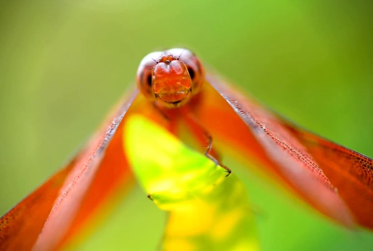 dragonfly
