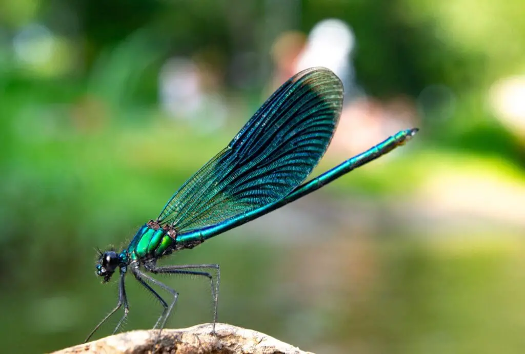 black dragonfly symbolism