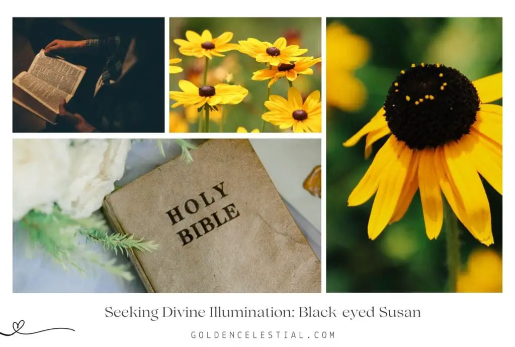 black eyed susan bible meaning