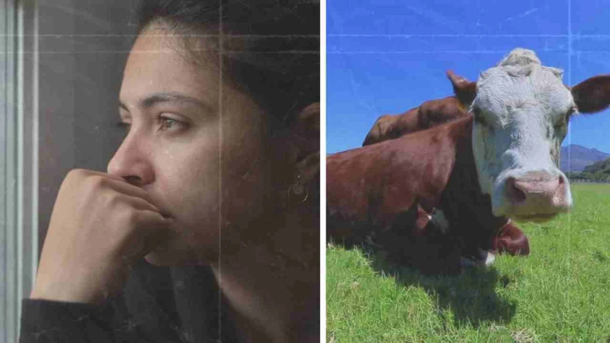 dream about a cow attacking you