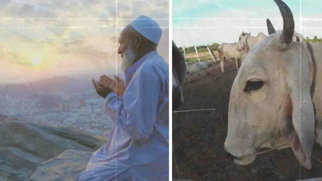 dream about a cow attacking you in islam