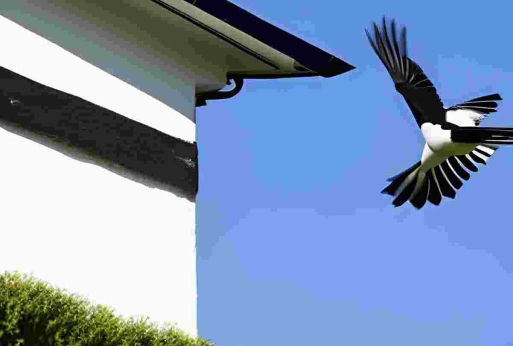 magpie flying into house