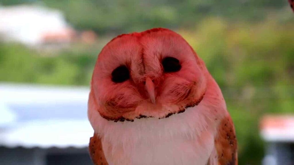 owl hooting daytime omen