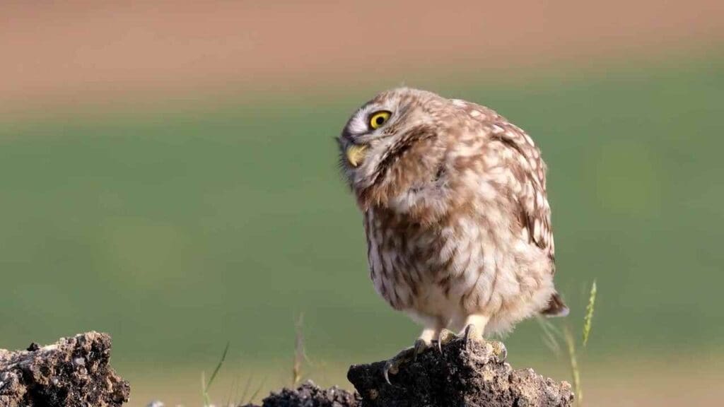 owl hooting during the day MEANING