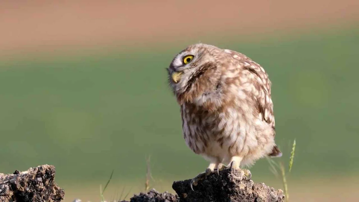 owl hooting during the day MEANING