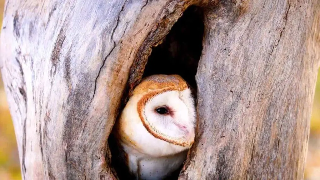 owl hooting during the day spiritual meaning
