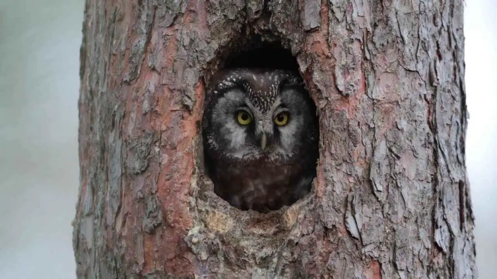 OWL HOOTING IN DAY